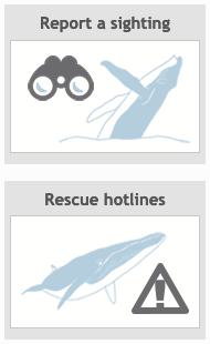 Close-up of two buttons from the Marine Mammal website home page - 'Report a sighting' and 'Rescue hotlines'